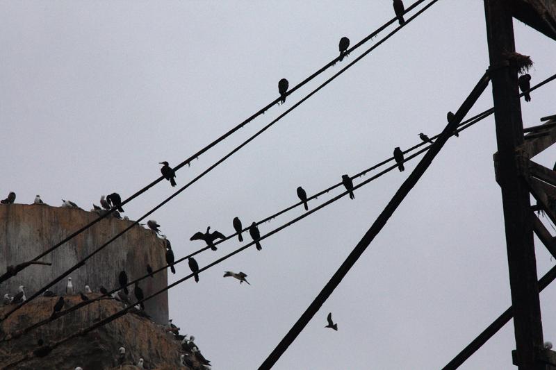 1162-Isole Ballestas,19 luglio 2013.JPG